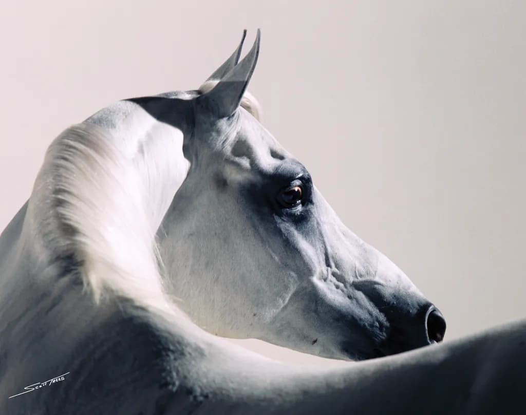 Majestic Profile