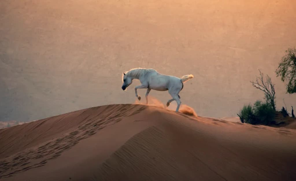 Desert Gallop