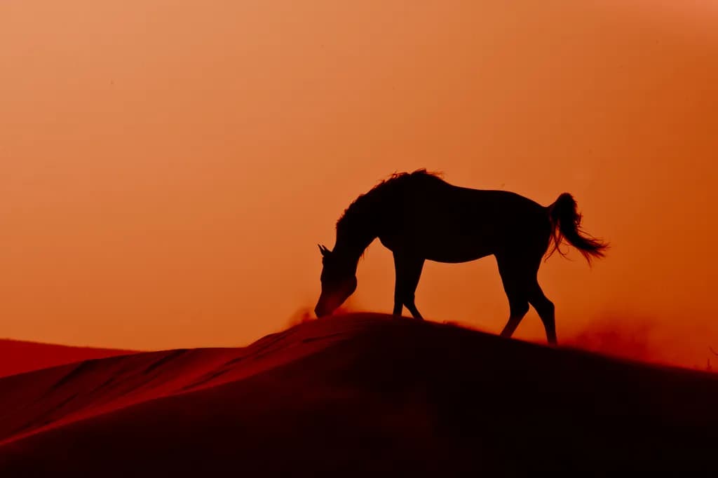 Desert Silhouette