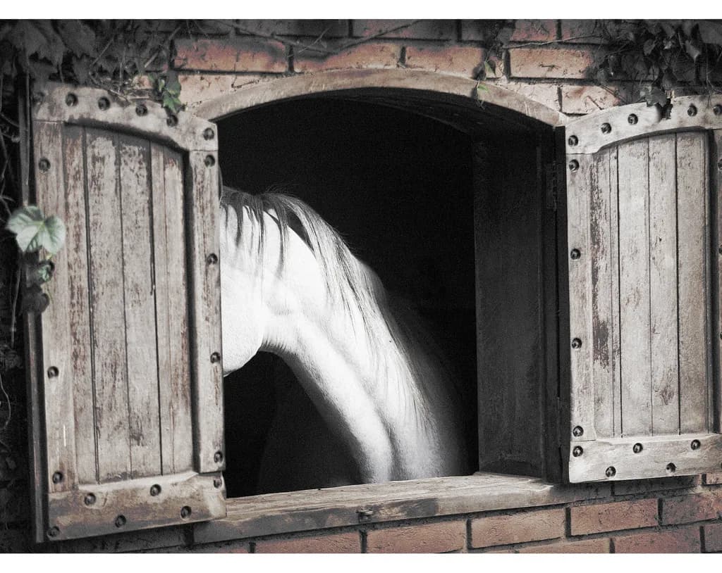 Stable Gaze