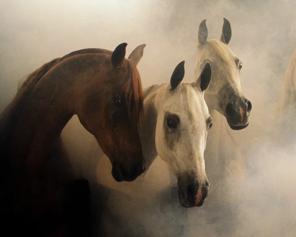 Mares in Fog