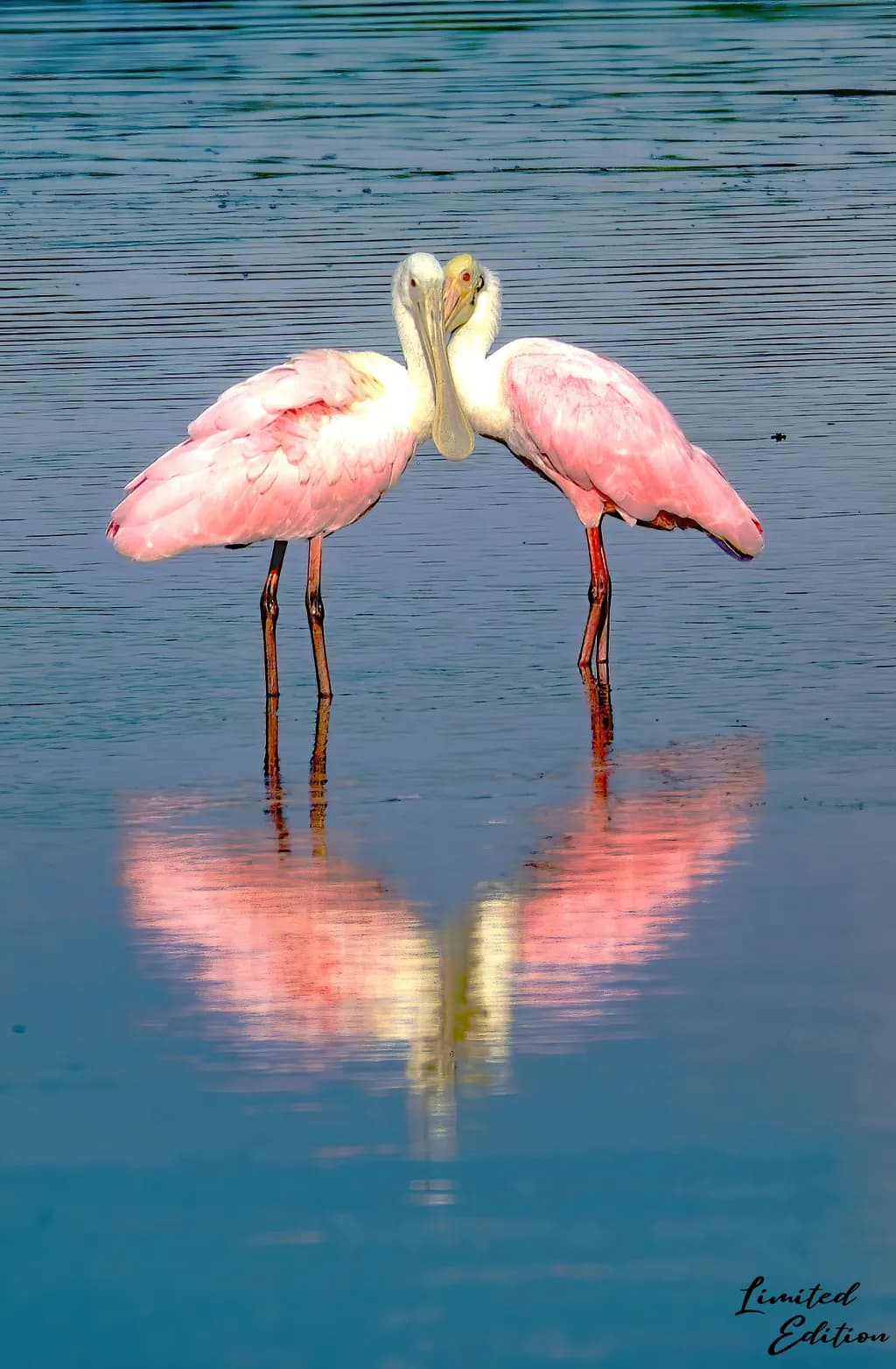 Roseate Spoonbill Love Affair