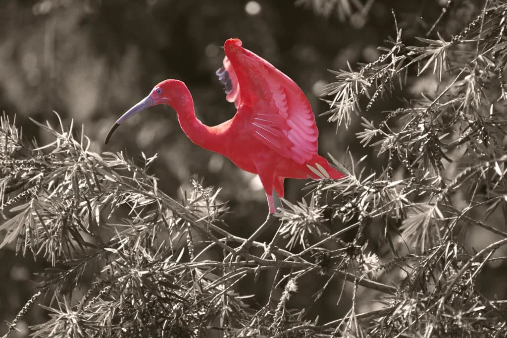 Scarlet Ibis Contrast