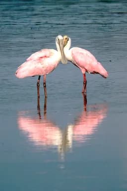 Roseate Spoonbill Love Affair for Life