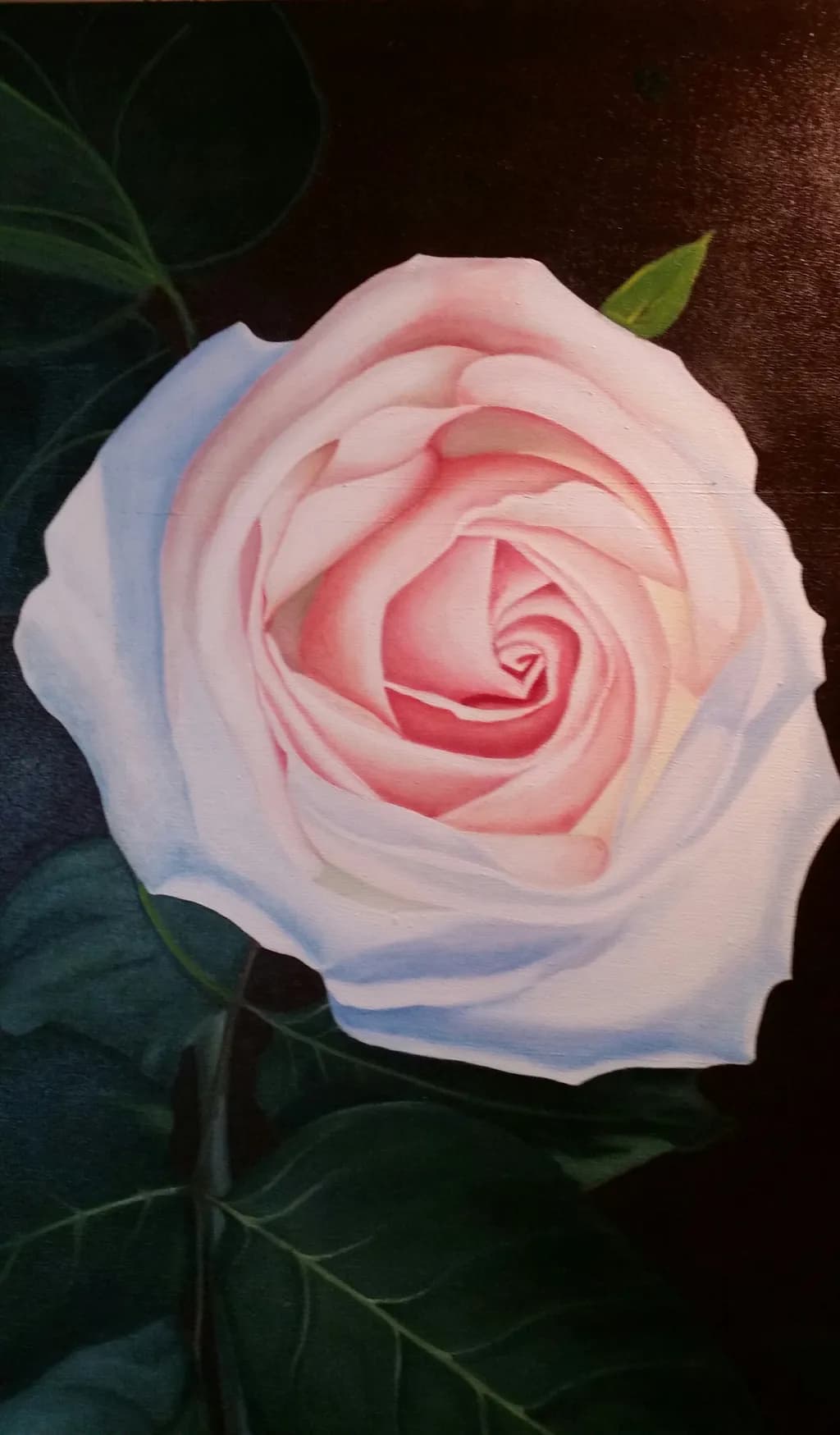 Pink Rose Closeup