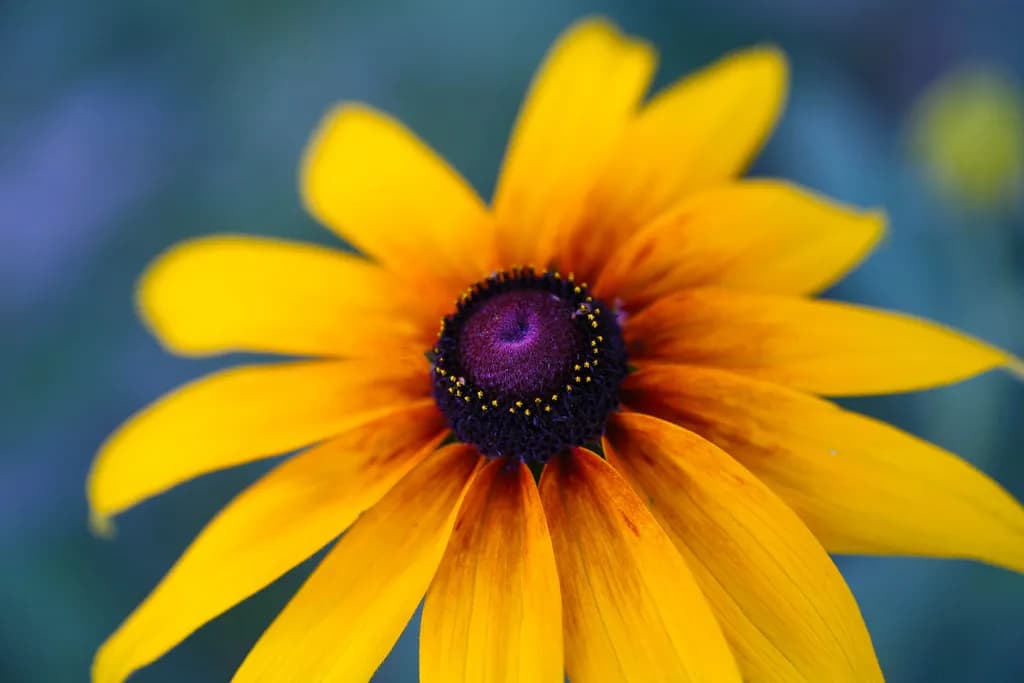 Golden Embrace: A Dance of Sunlight and Shadow in Nature's Bloom