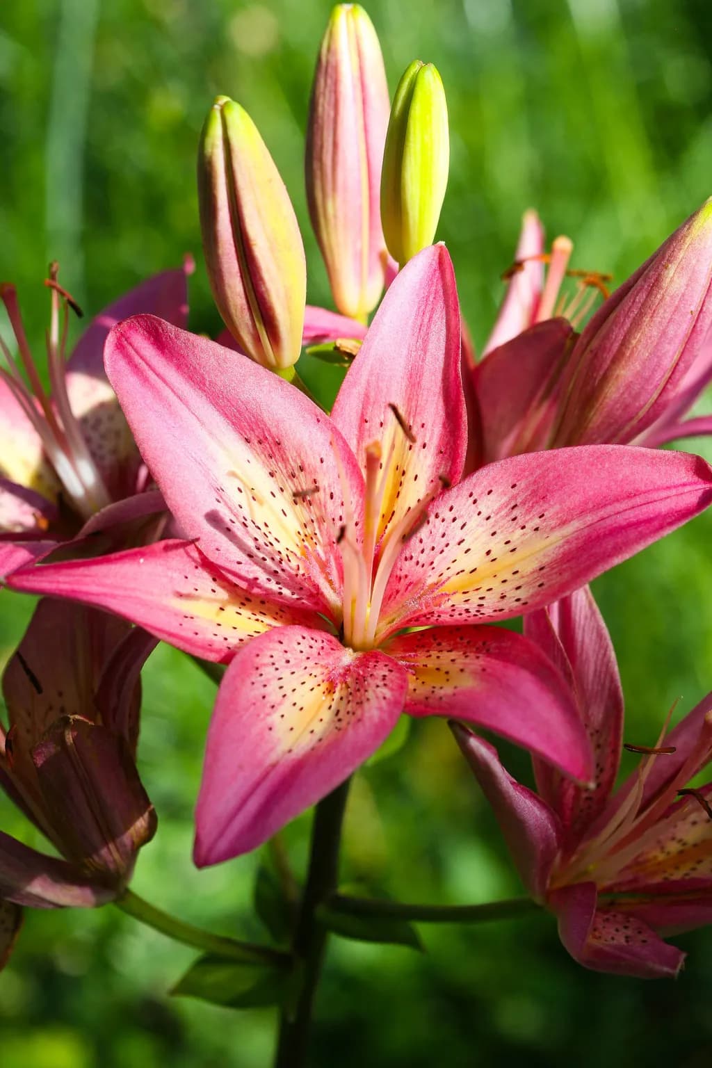Whispers of Spring: A Blooming Lily's Embrace