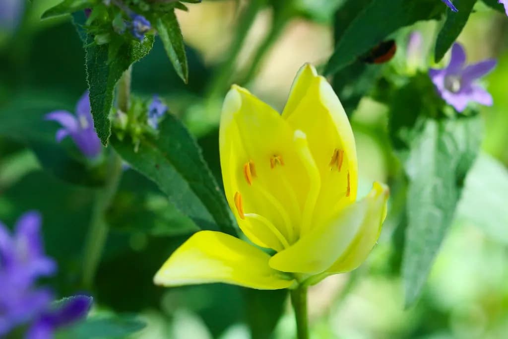 Golden Petals: A Dance of Nature's Joy in Bloom