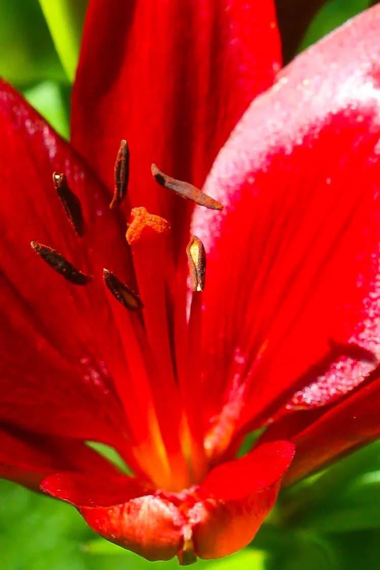 Crimson Whispers: A Macro Journey into Nature's Heart