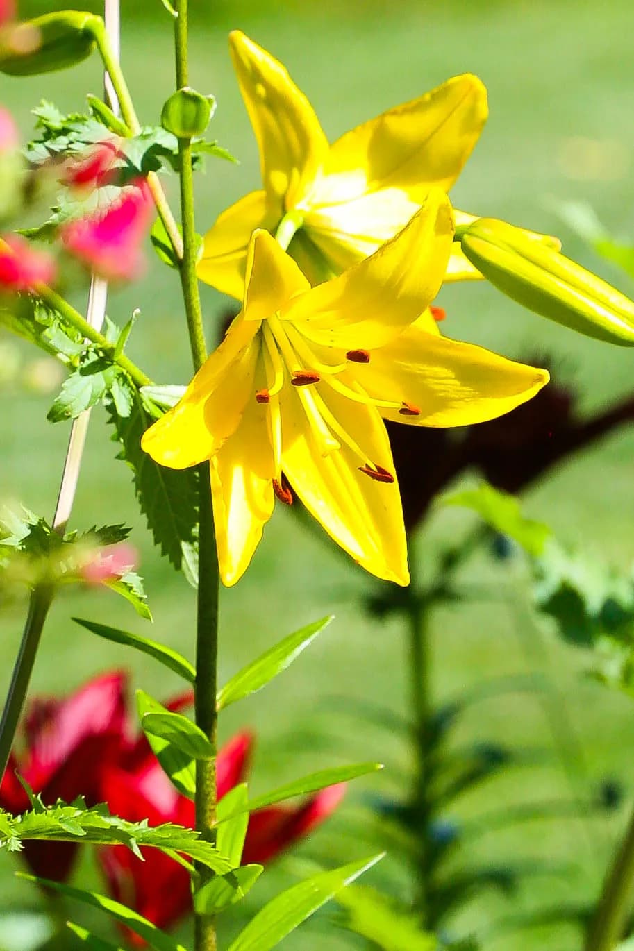 Golden Whispers: A Dance of Yellow Lilies in Nature's Embrace
