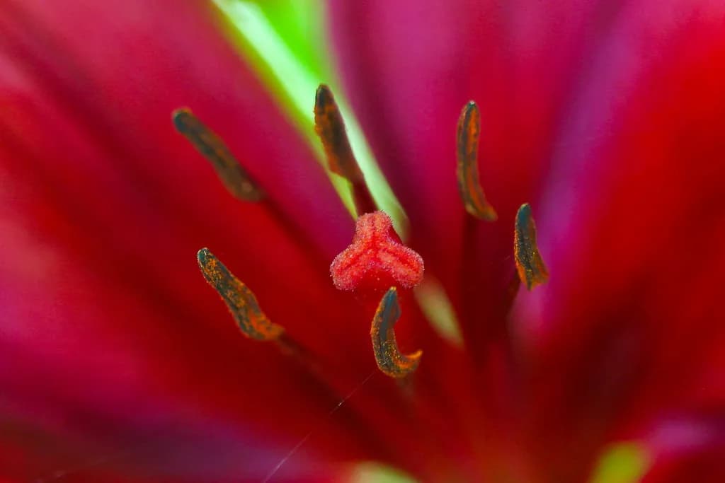 Whispers of Crimson: A Close Encounter with Nature's Heart