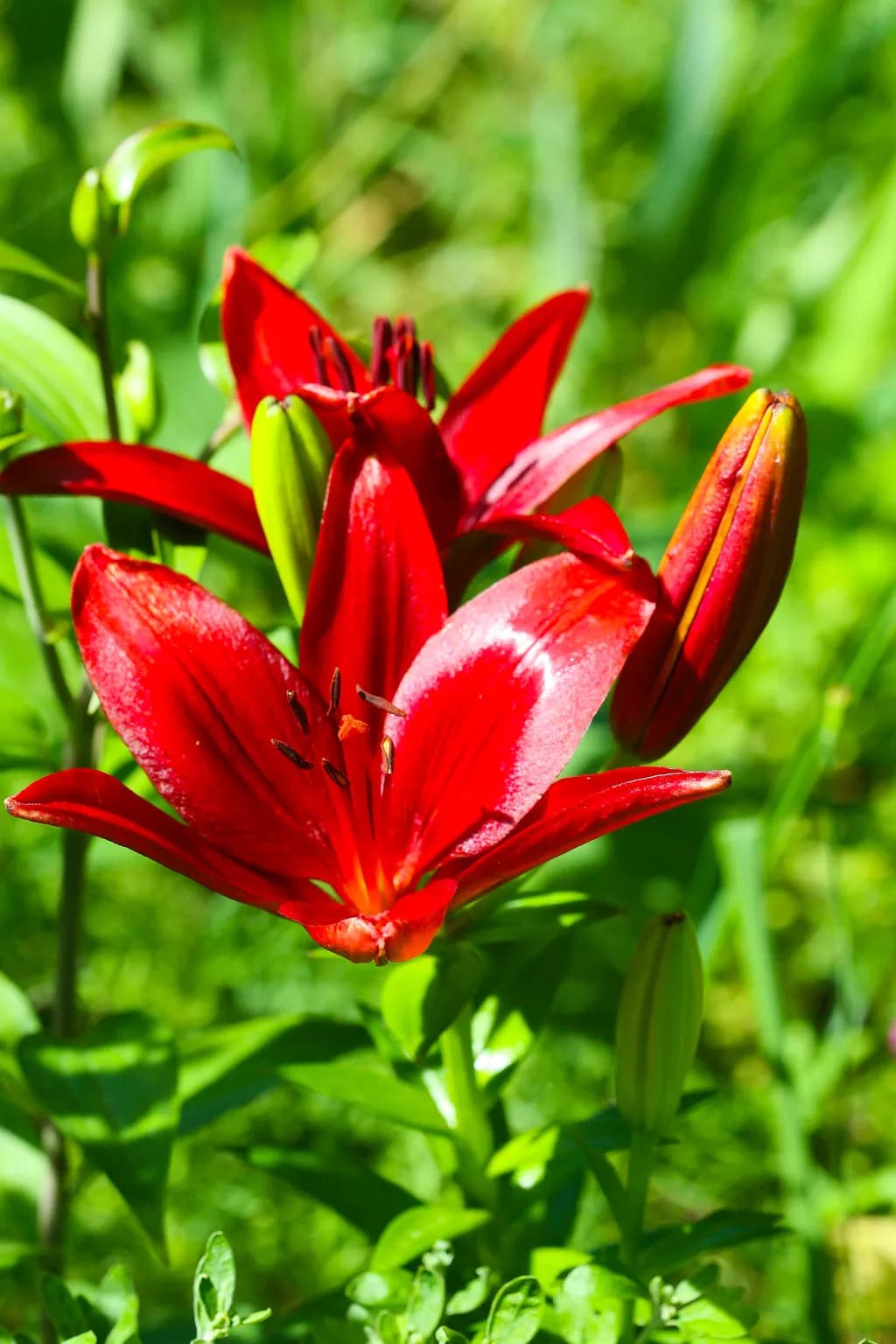 Crimson Whispers: A Dance of Red Lilies in Nature's Embrace