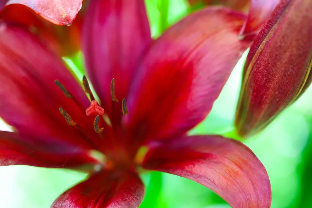 Whispers of Crimson: A Lush Lily's Embrace in Nature's Palette
