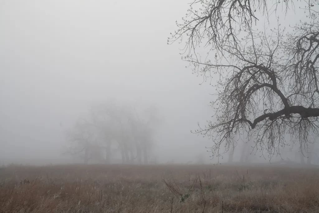 Veil of Silence