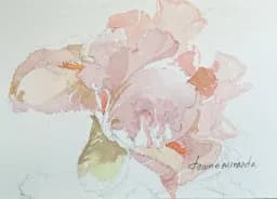 Pink Bearded Iris