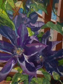 Purple Clematis