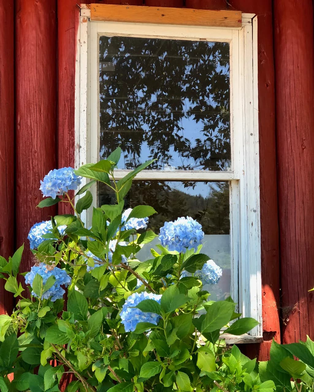 Whispers of Blue: Hydrangeas Framing a Rustic Window Scene