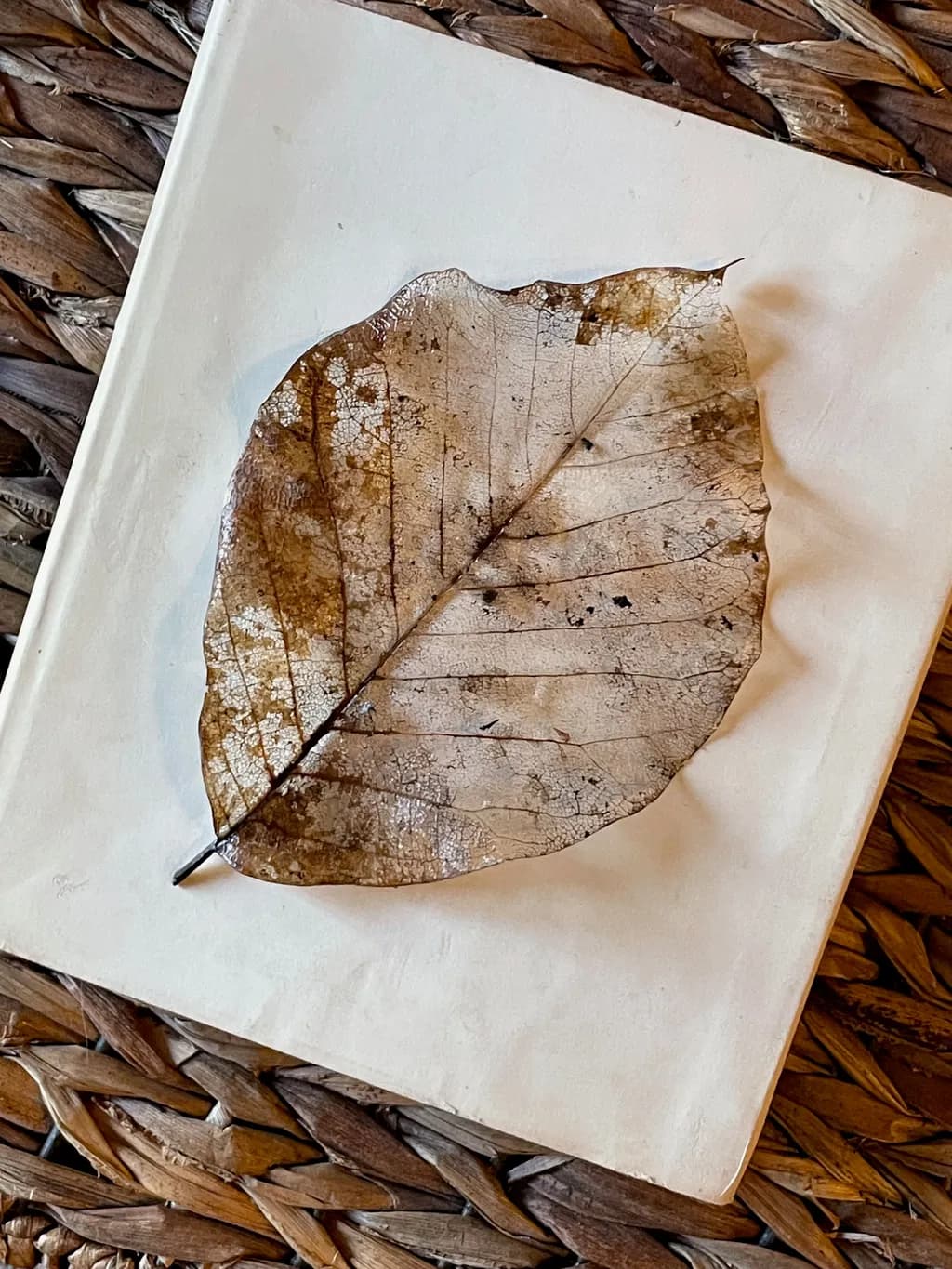 Whispers of Autumn: A Delicate Leaf Preserved in Time