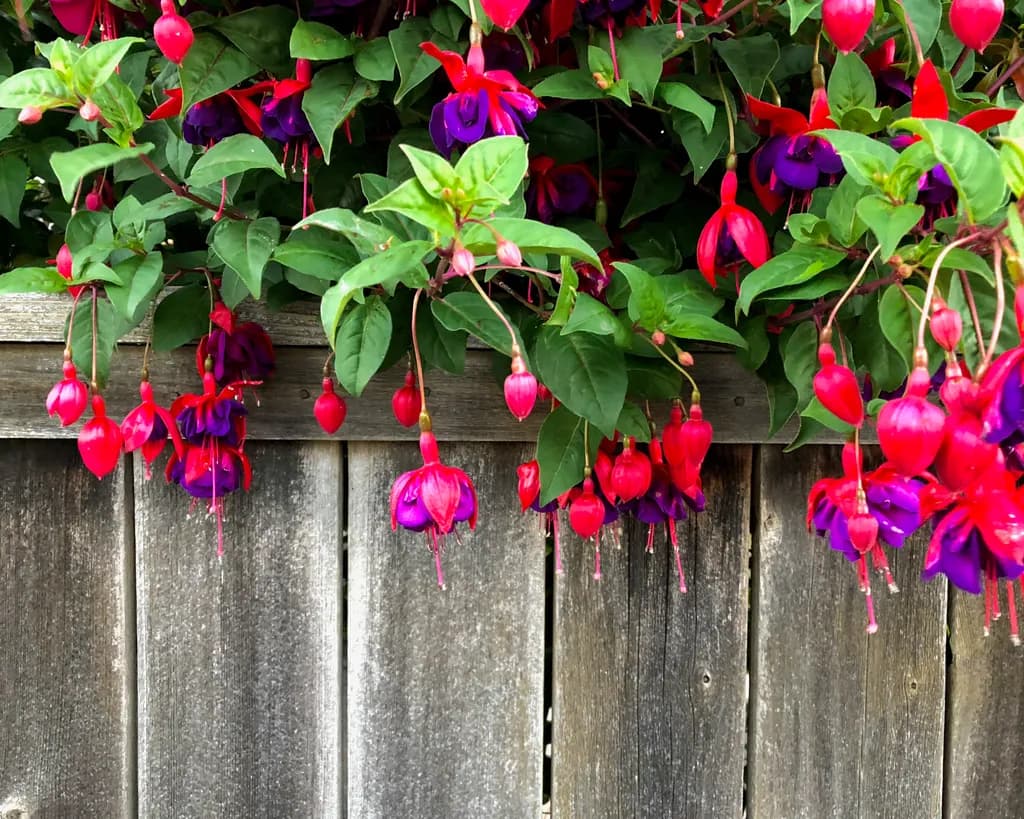 Vibrant Fuchsia Blooms Cascading Over Weathered Wood: A Floral Symphony in Red and Purple