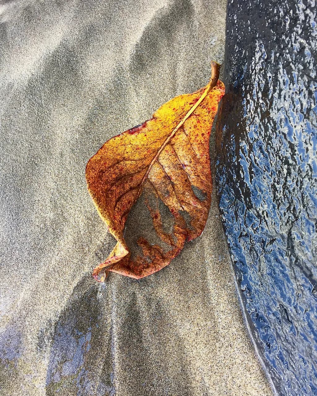 Autumn's Embrace: A Leaf's Journey Through Sand and Water