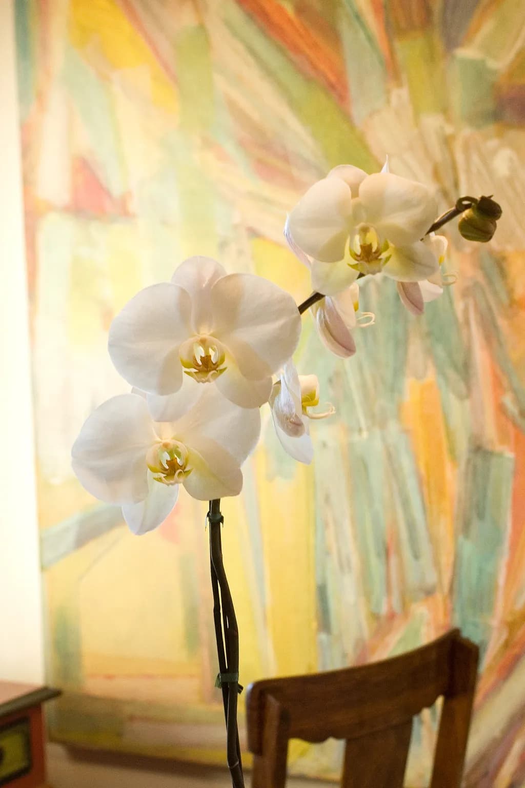 Whispers of Elegance: A Serene White Orchid in Abstract Harmony