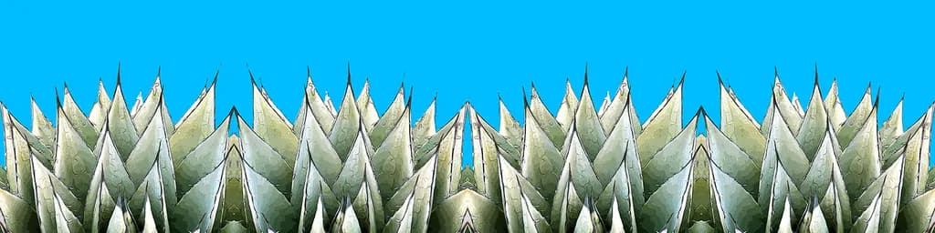 Agave Double Vision Under Turquoise Sky