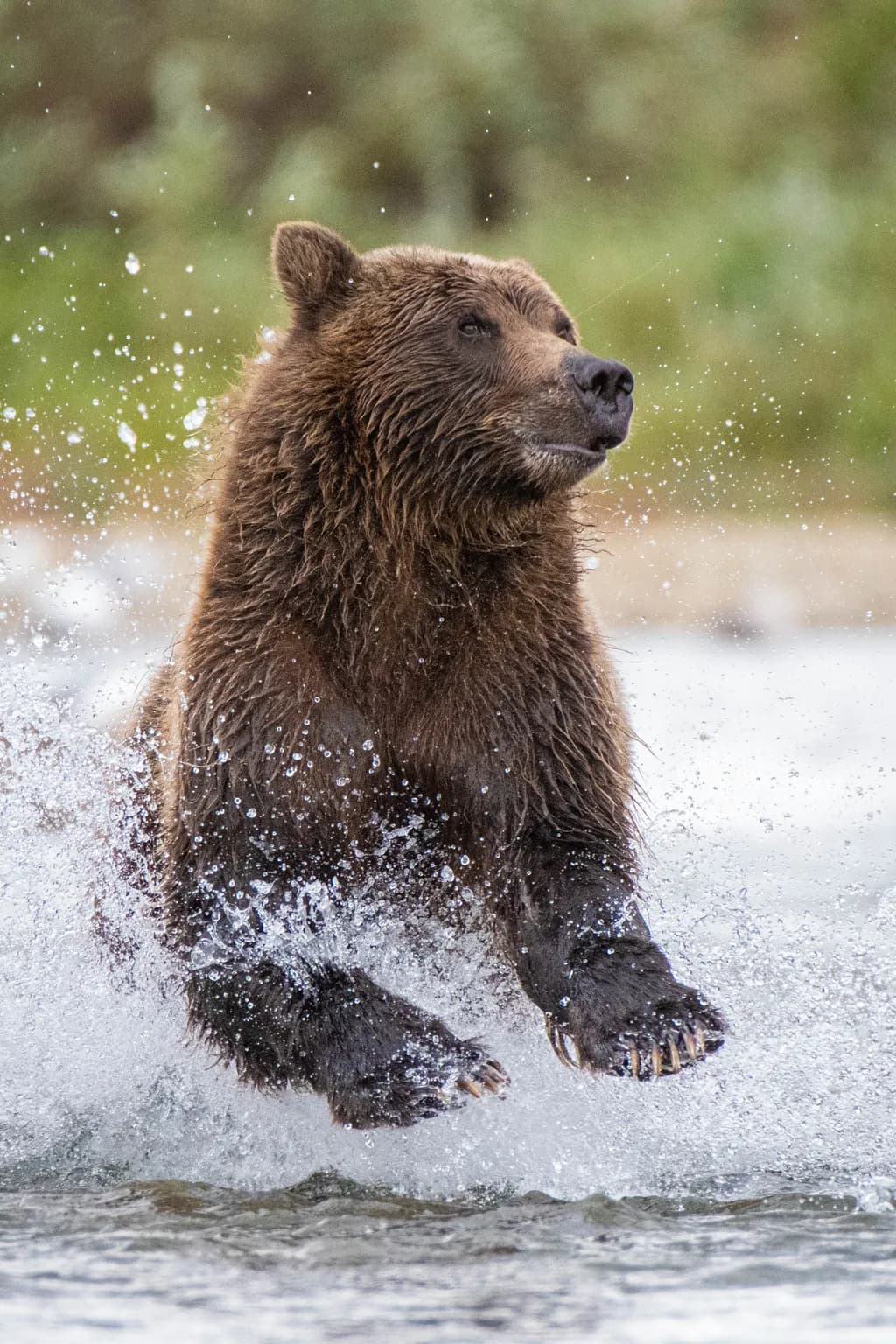 Bear Through the Rapids