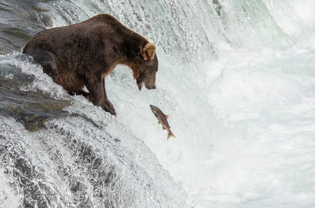 Bear and Leaping Salmon