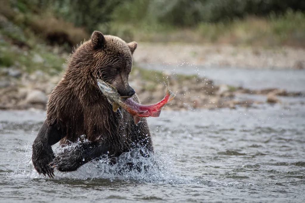 Bear’s Salmon Catch