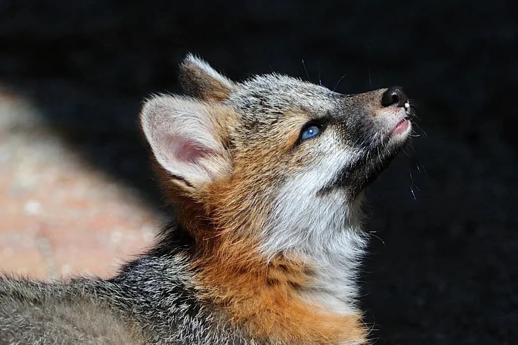 Blue-Eyed Fox