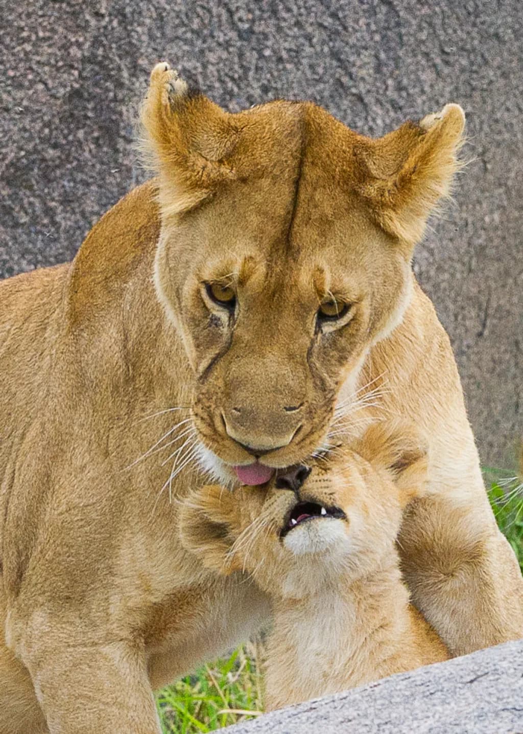 Lioness Embrace