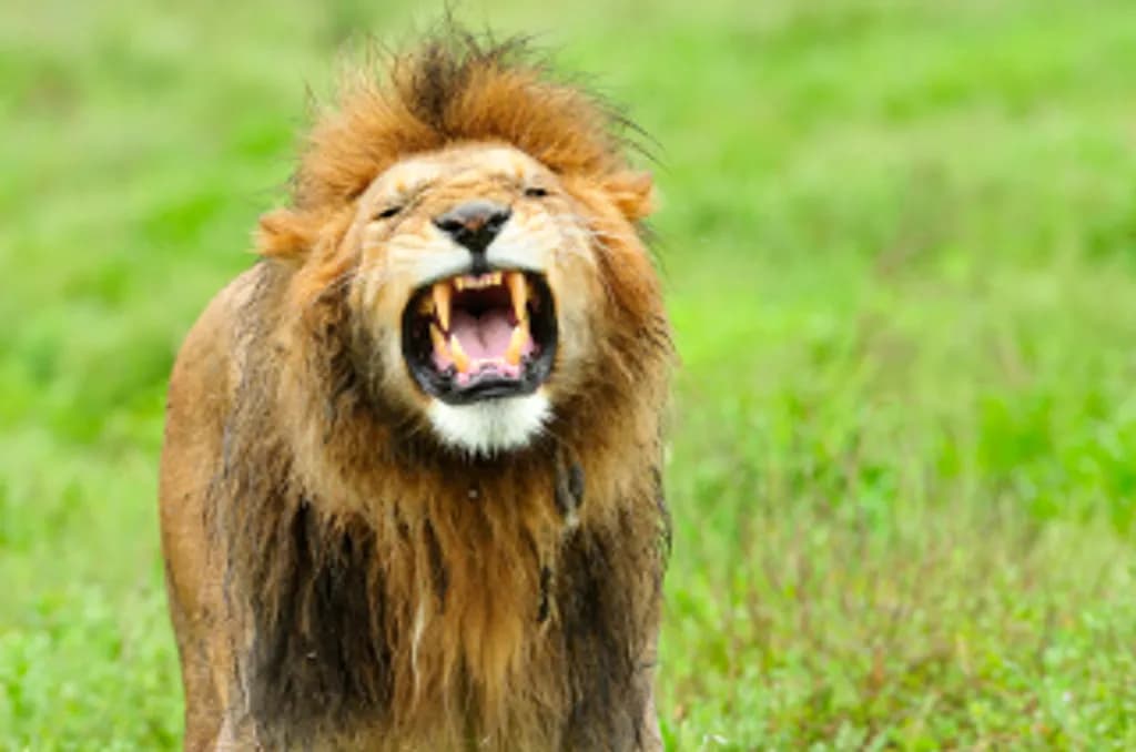 Roaring Lion