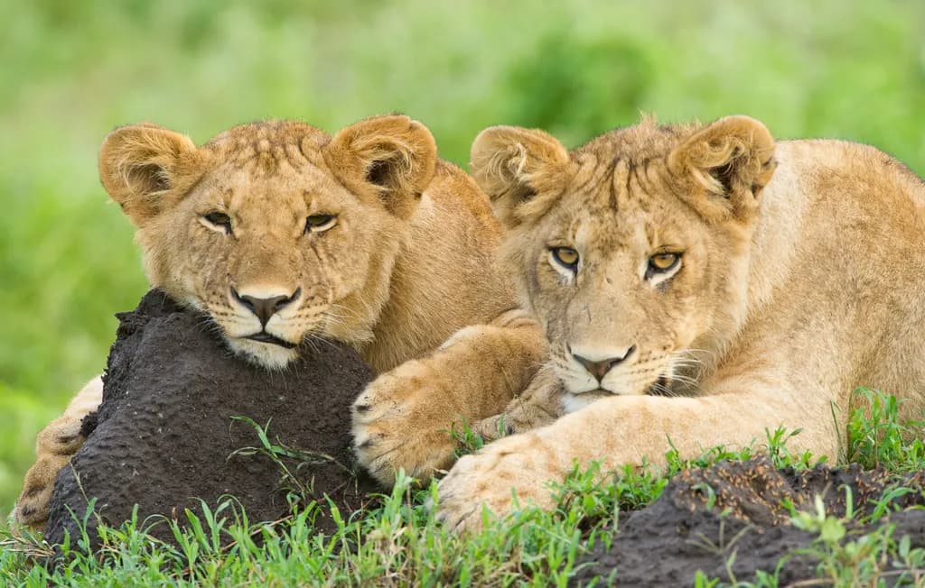 Lion Cub Companions