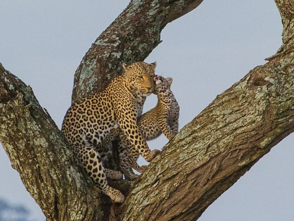 Leopard Embrace