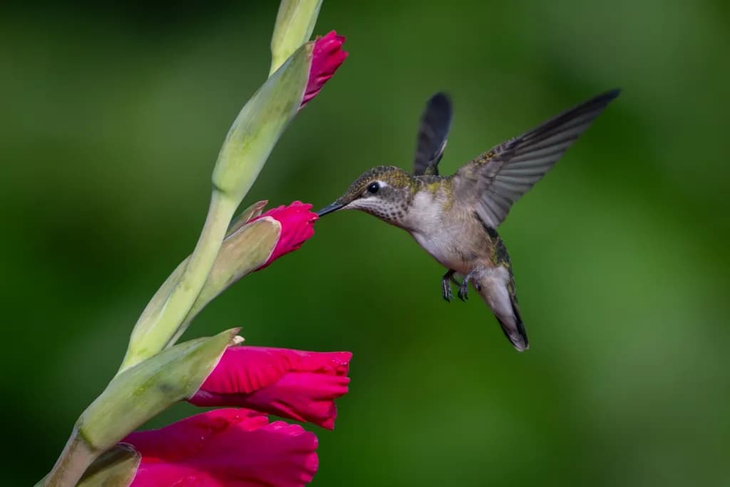 Hummingbird at Gladiolus