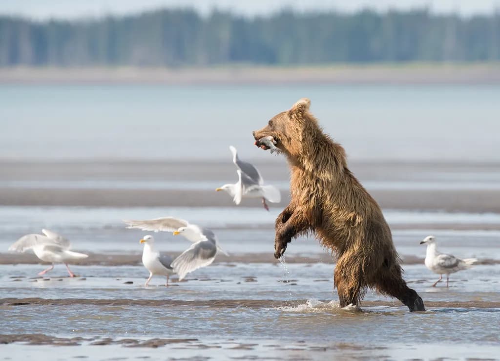 Bear's Catch