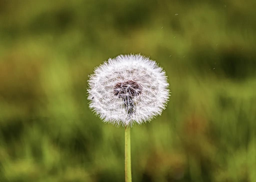 Whispers of Nature: The Delicate Dance of a Dandelion in Bloom