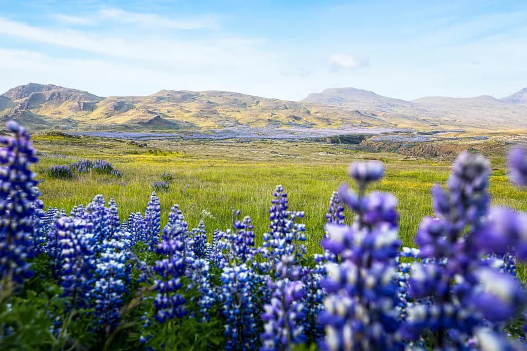 Whispers of the Wild: A Serene Landscape of Blooming Lupines and Majestic Mountains