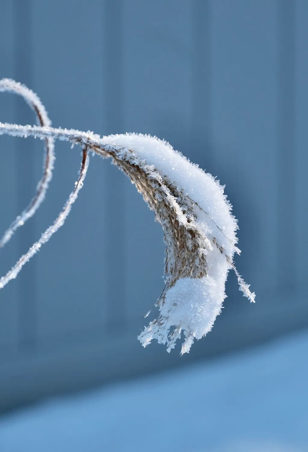 Frosted Bend