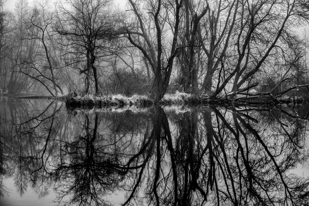 Misty Trees in Silent Harmony
