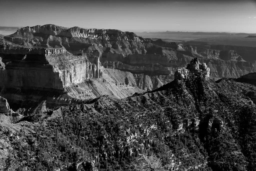 Barren Beauty