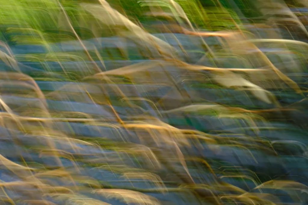 Motion in Nature: A Journey Through Color and Light