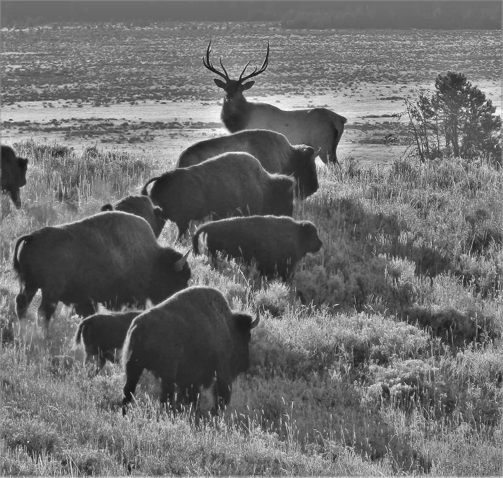 Majestic Herd: A Black and White Symphony of Wildlife in Nature's Embrace
