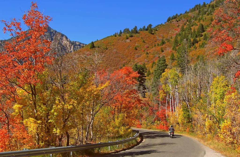 Autumn's Embrace: A Scenic Journey Through Vibrant Fall Foliage on a Winding Road