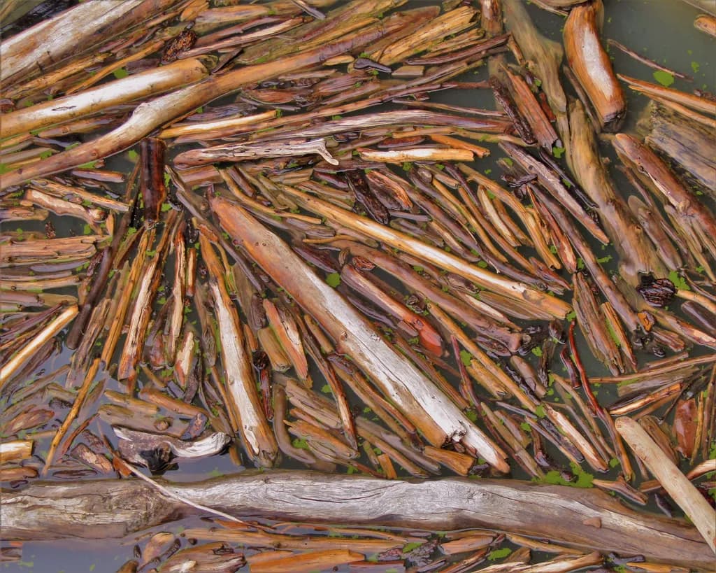 Driftwood Symphony: Nature's Artistry in Water's Embrace