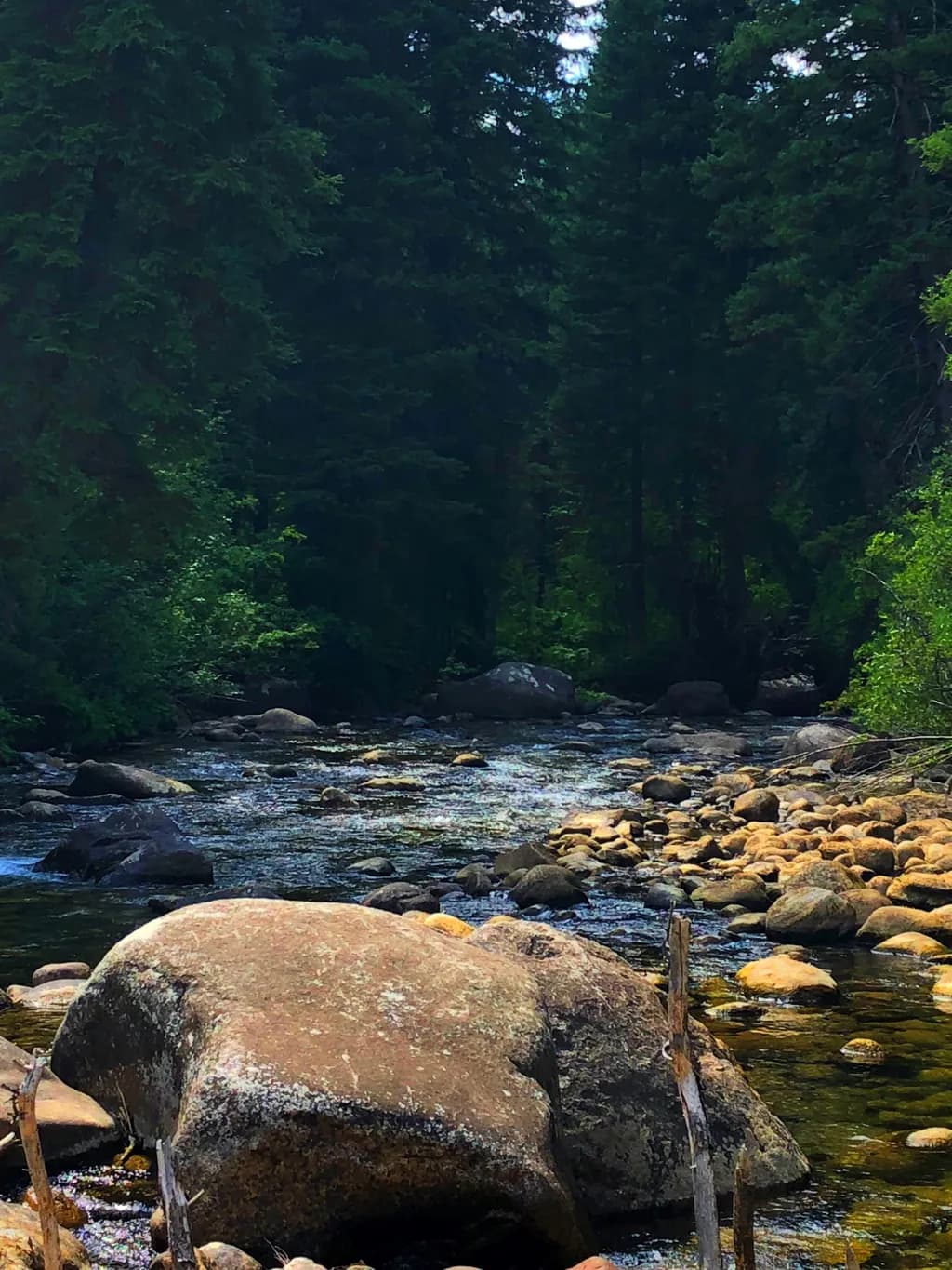 Whispers of the Forest: A Serene Stream Journey Through Nature's Embrace