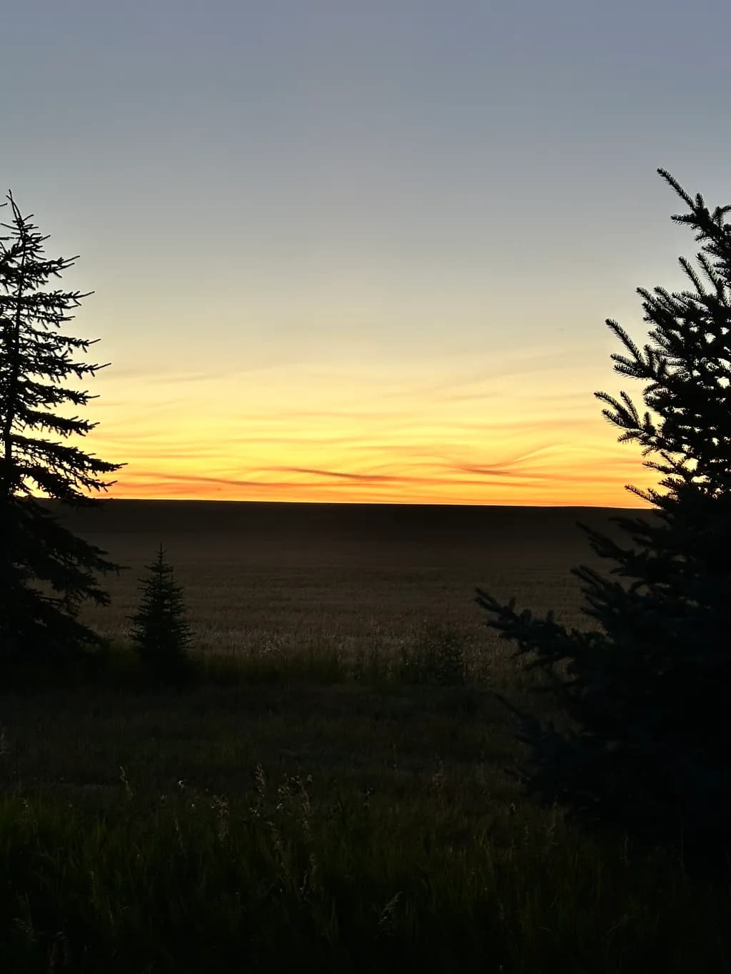 Serene Sunset: Embracing Nature's Tranquility Through Trees and Sky