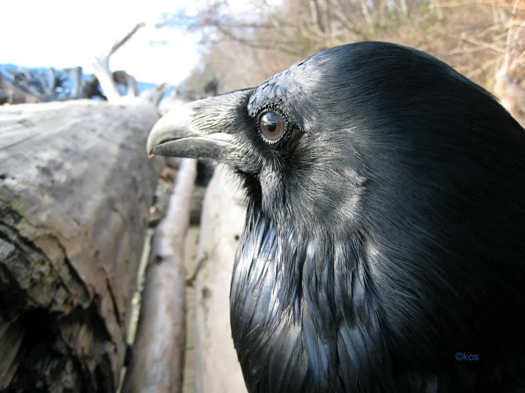 Whispers of the Wild: A Close-Up Encounter with Nature's Black Beauty