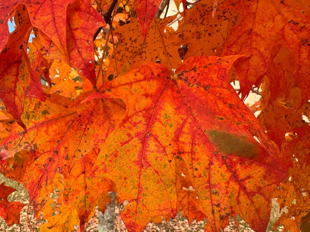 Autumn Blaze