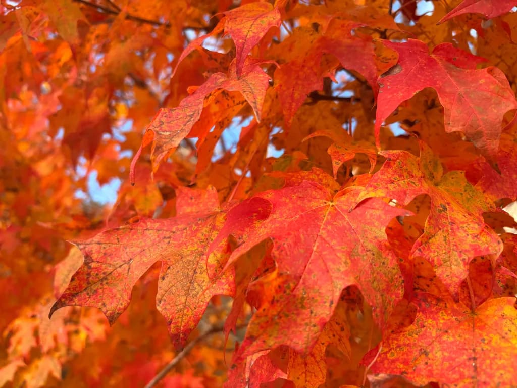 Autumn Blaze
